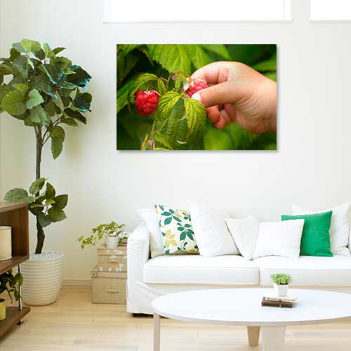 Quadro Decorativo - Jardim framboesa